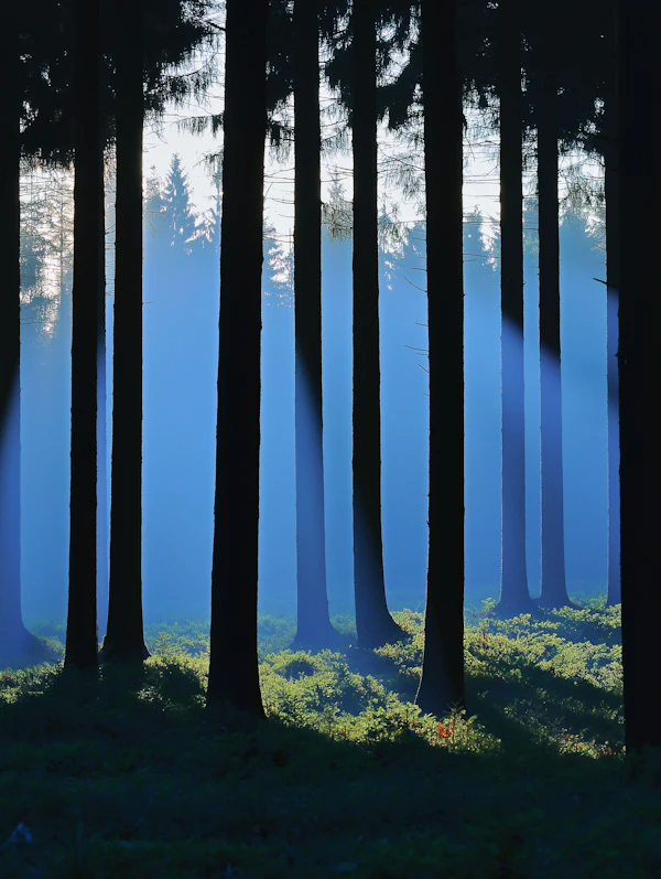 Misty Forest Serenity
