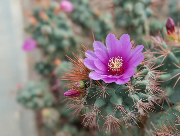 Cactus Flower Close-Up