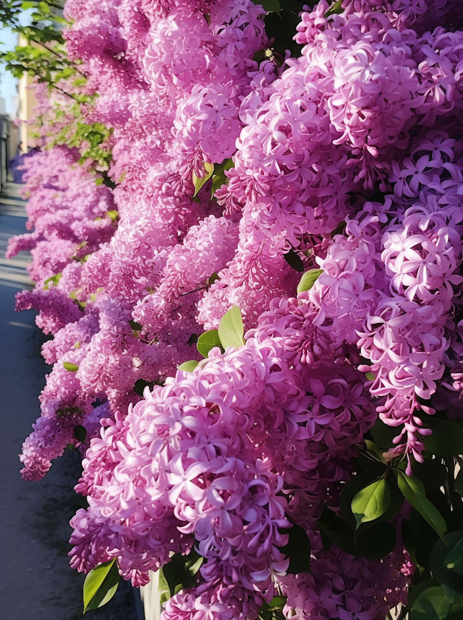 Springtime Pink Lilac Radiance