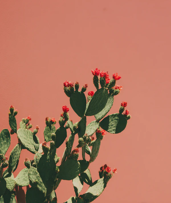 Cactus with Red Blossoms