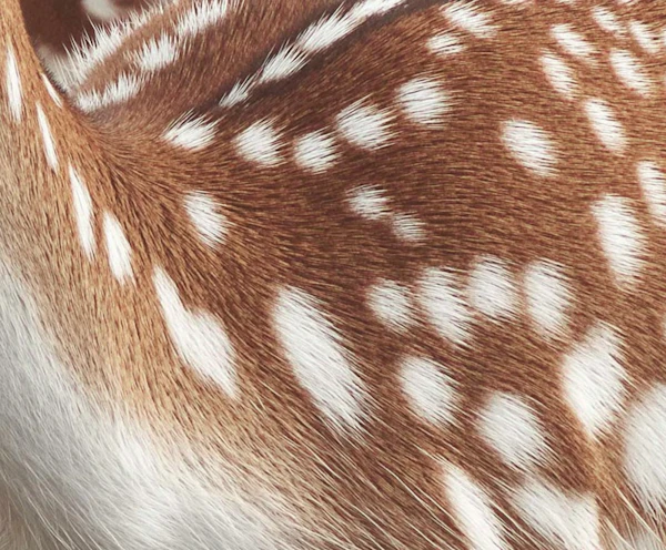 Deer Fur Close-Up