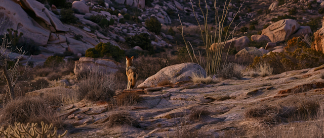 Lone Coyote at Dawn