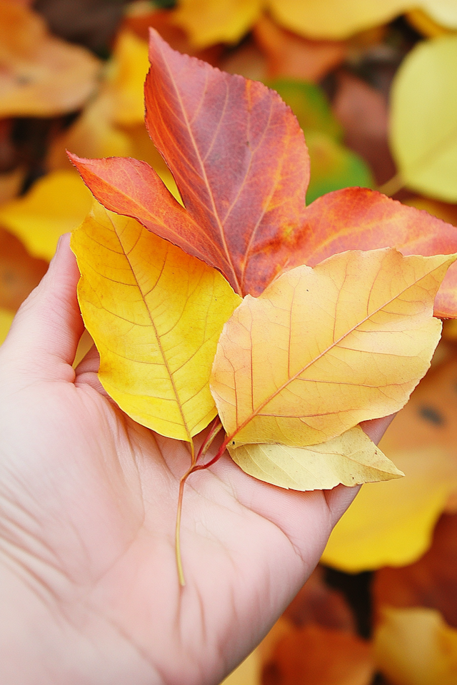 Autumn Leaves in Hand