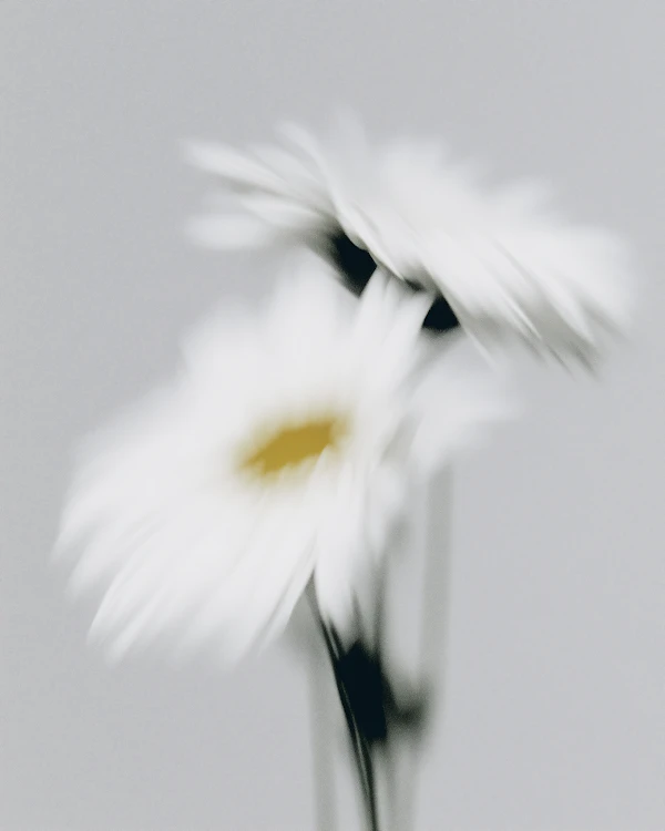 Dreamy White Daisies