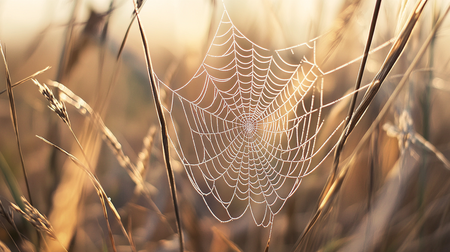 Spider Web in Golden Grass