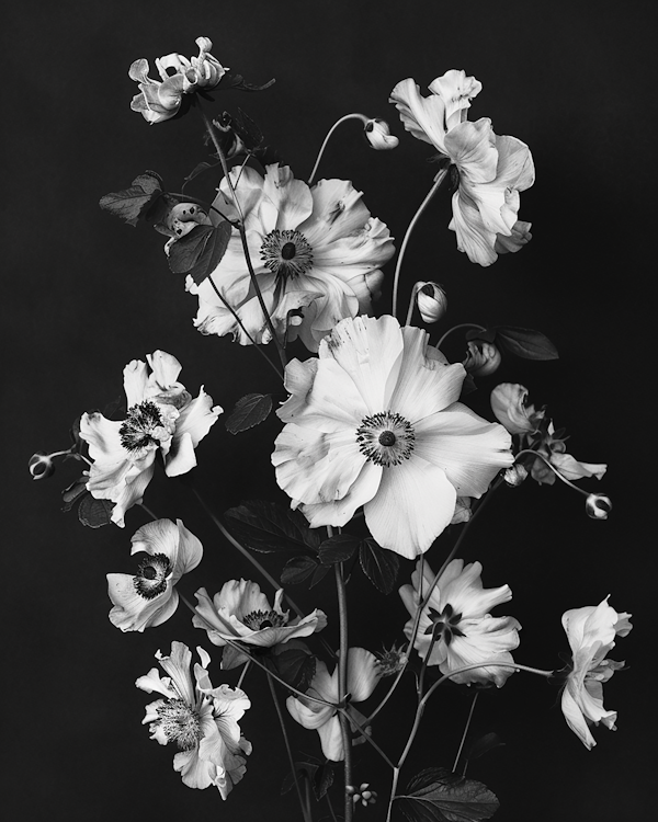 Monochromatic Floral Arrangement