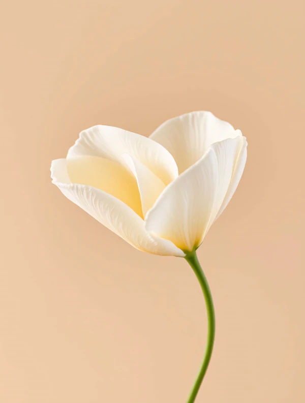White Tulip Close-Up