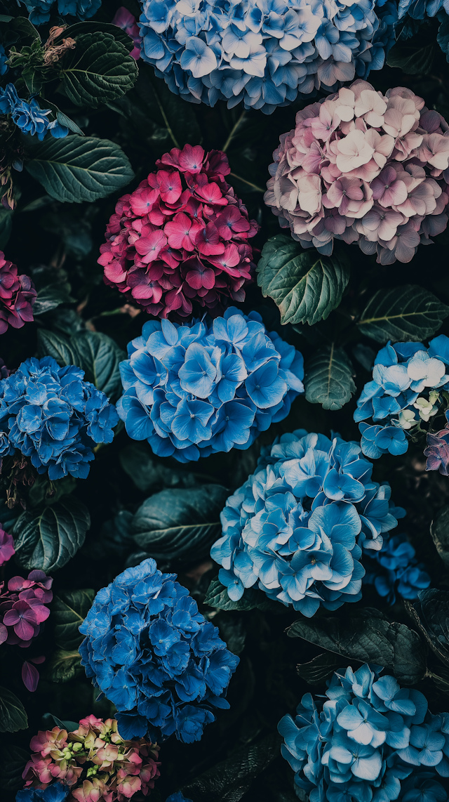 Vibrant Hydrangea Cluster