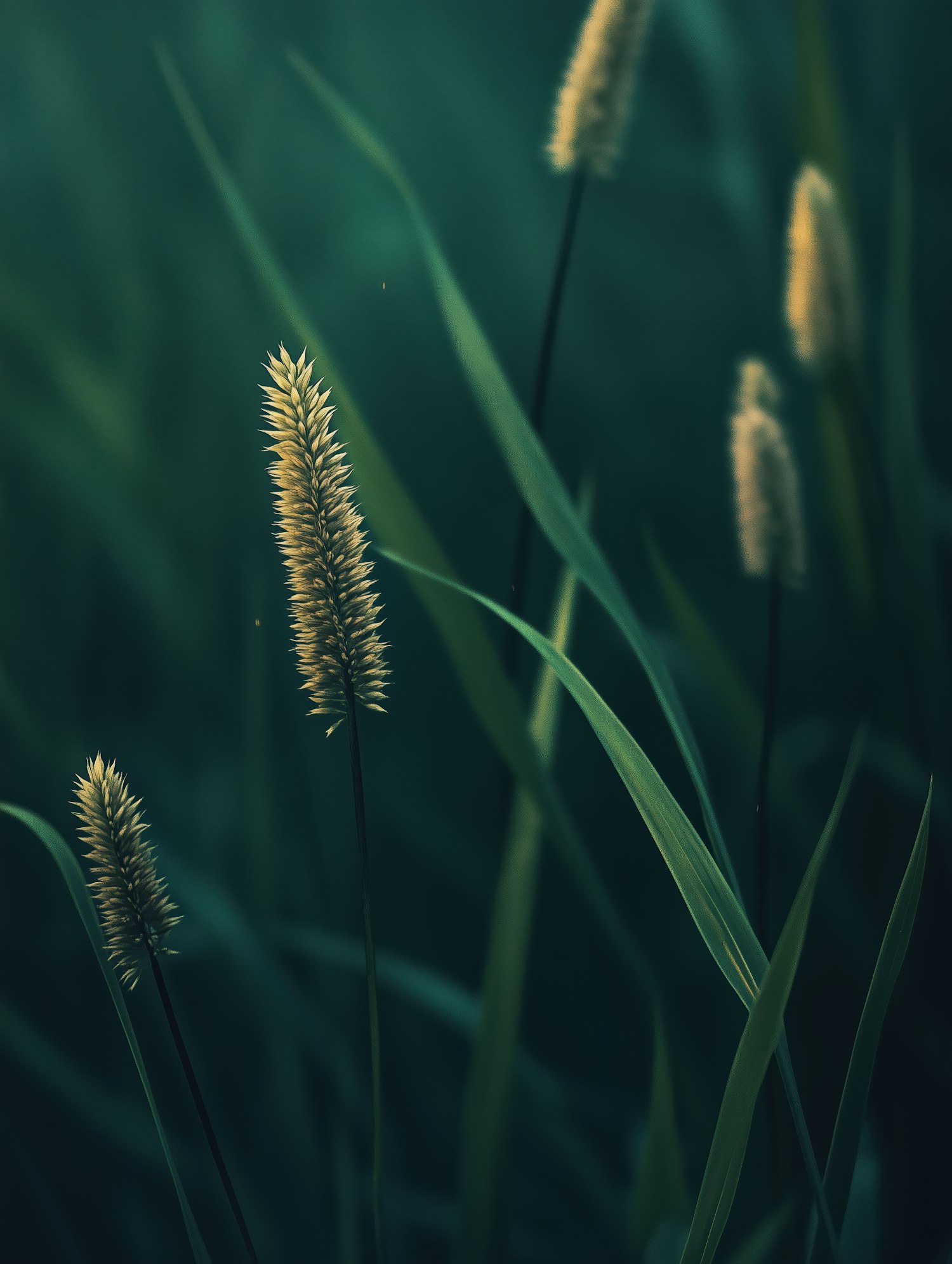 Close-up of Tall Grass with Seed Heads