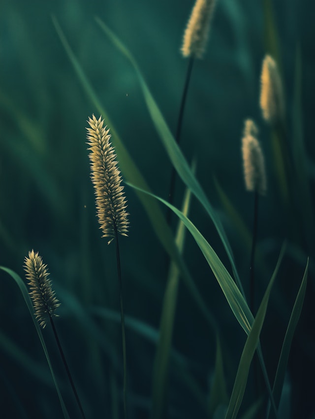 Close-up of Tall Grass with Seed Heads