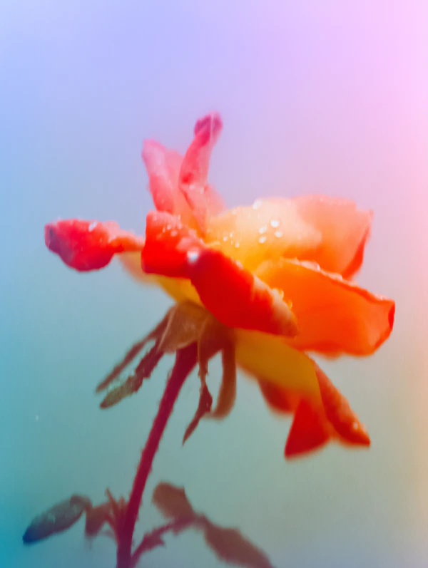 Vibrant Flower Close-Up