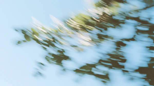 Blurred Tree Branches