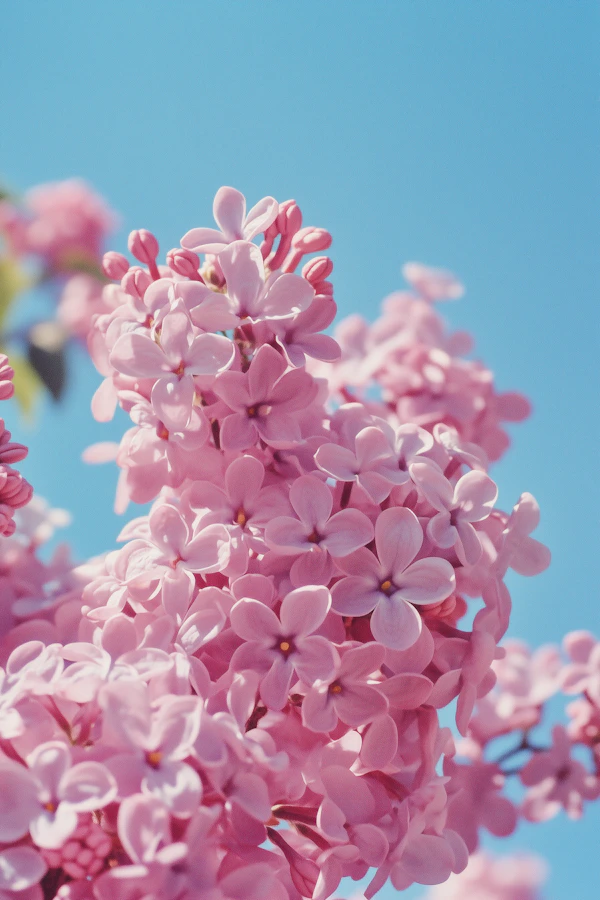 Pink Lilac Blossoms