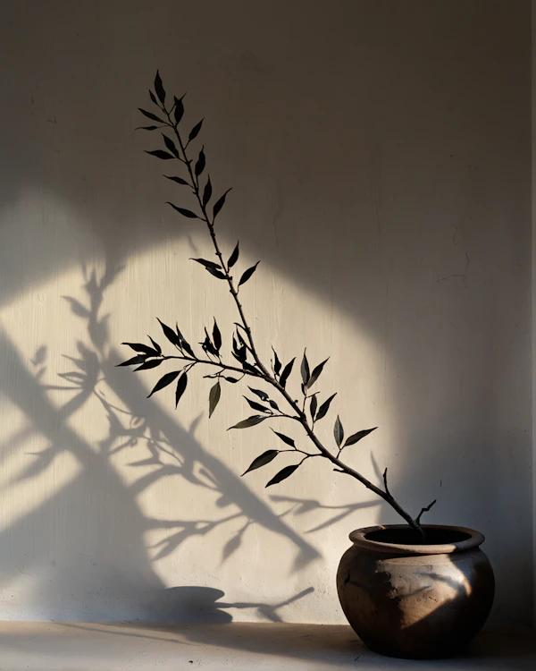 Potted Plant Shadow