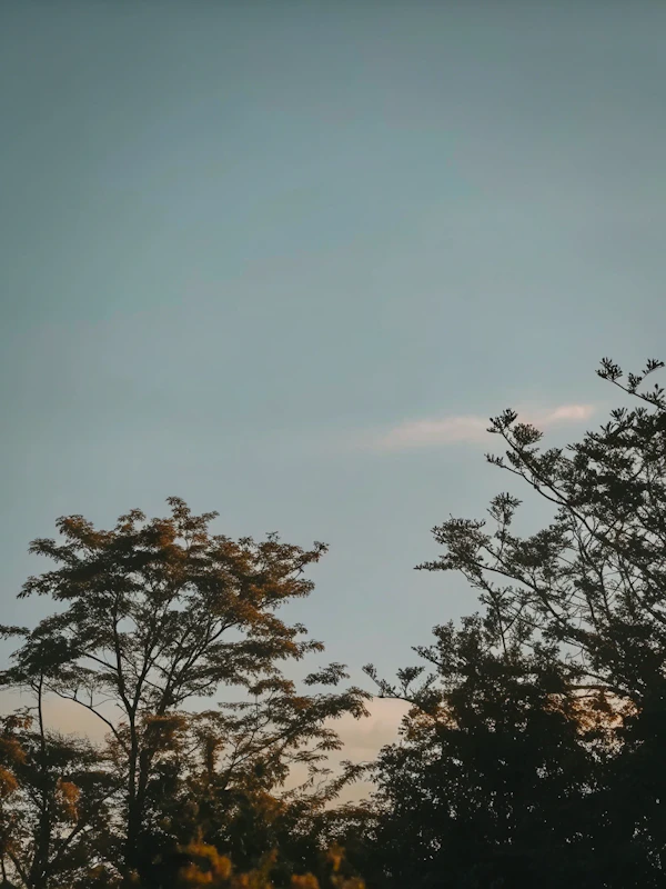 Serene Tree Silhouettes