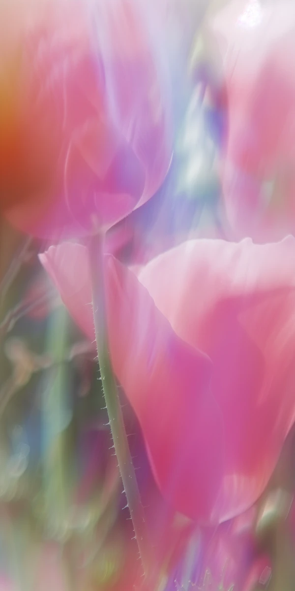 Dreamy Pink Flowers