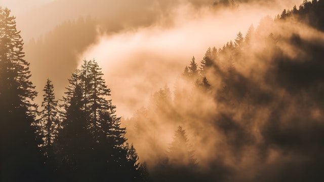 Golden Misty Forest