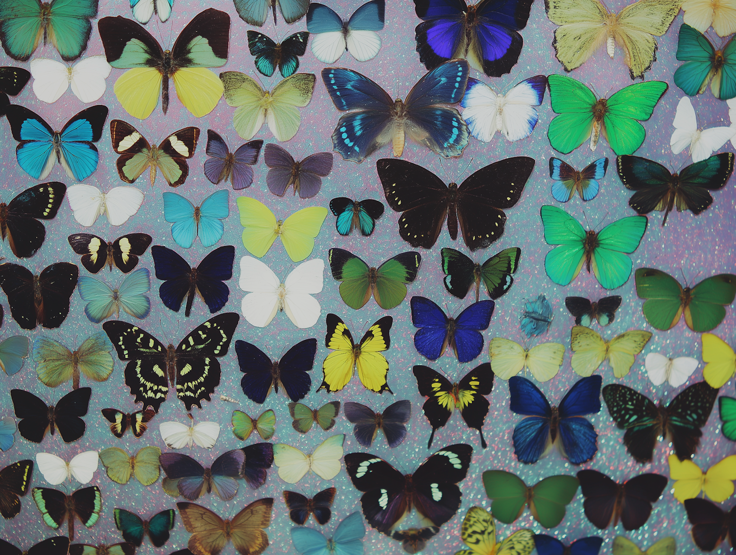 Colorful Butterfly Array