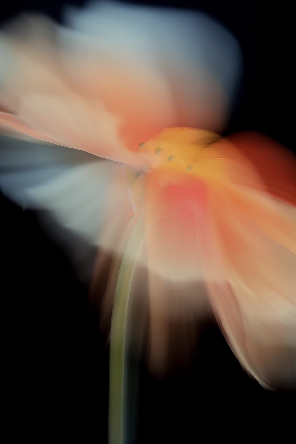 Abstract Flower Close-Up