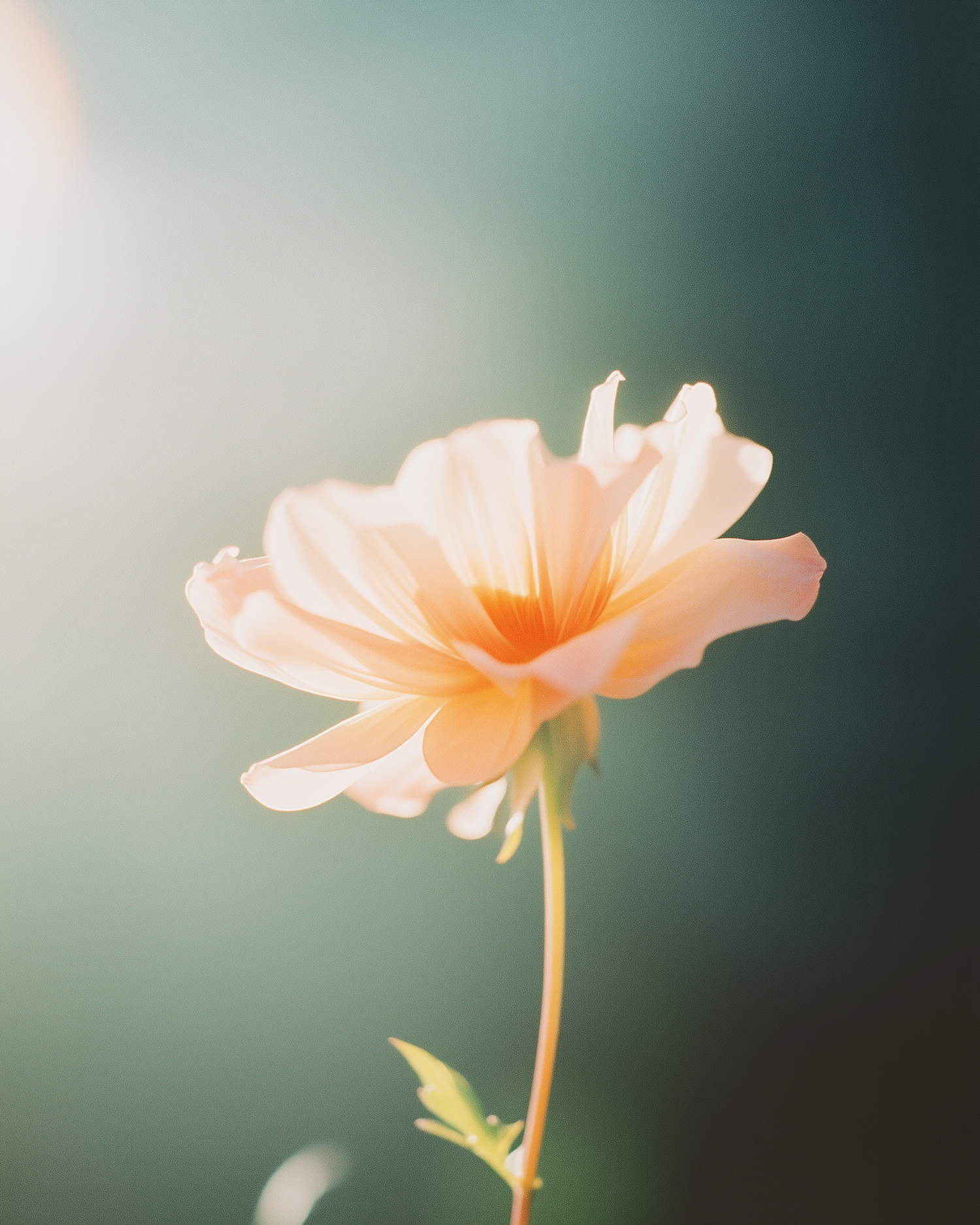 Delicate Orange Flower in Bloom