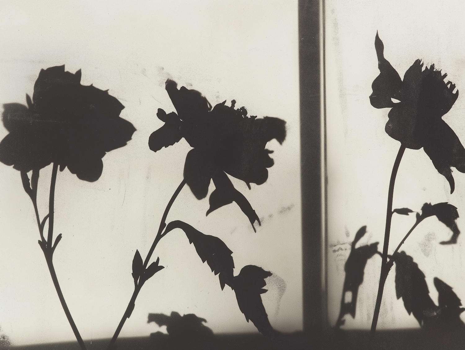 Silhouette of Flowers