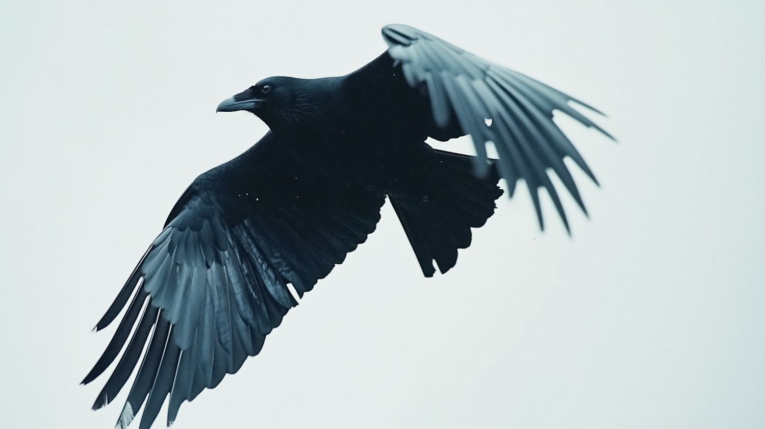 Majestic Crow in Flight