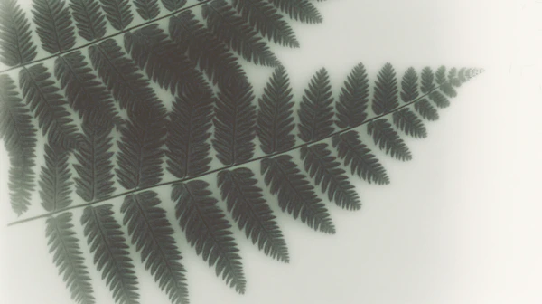 Fern Leaf Close-Up