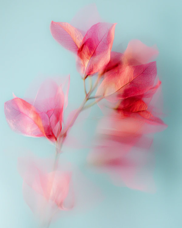 Dreamy Bougainvillea