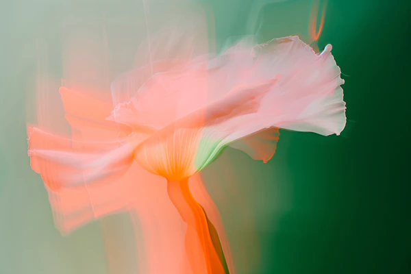 Surreal Flower Art