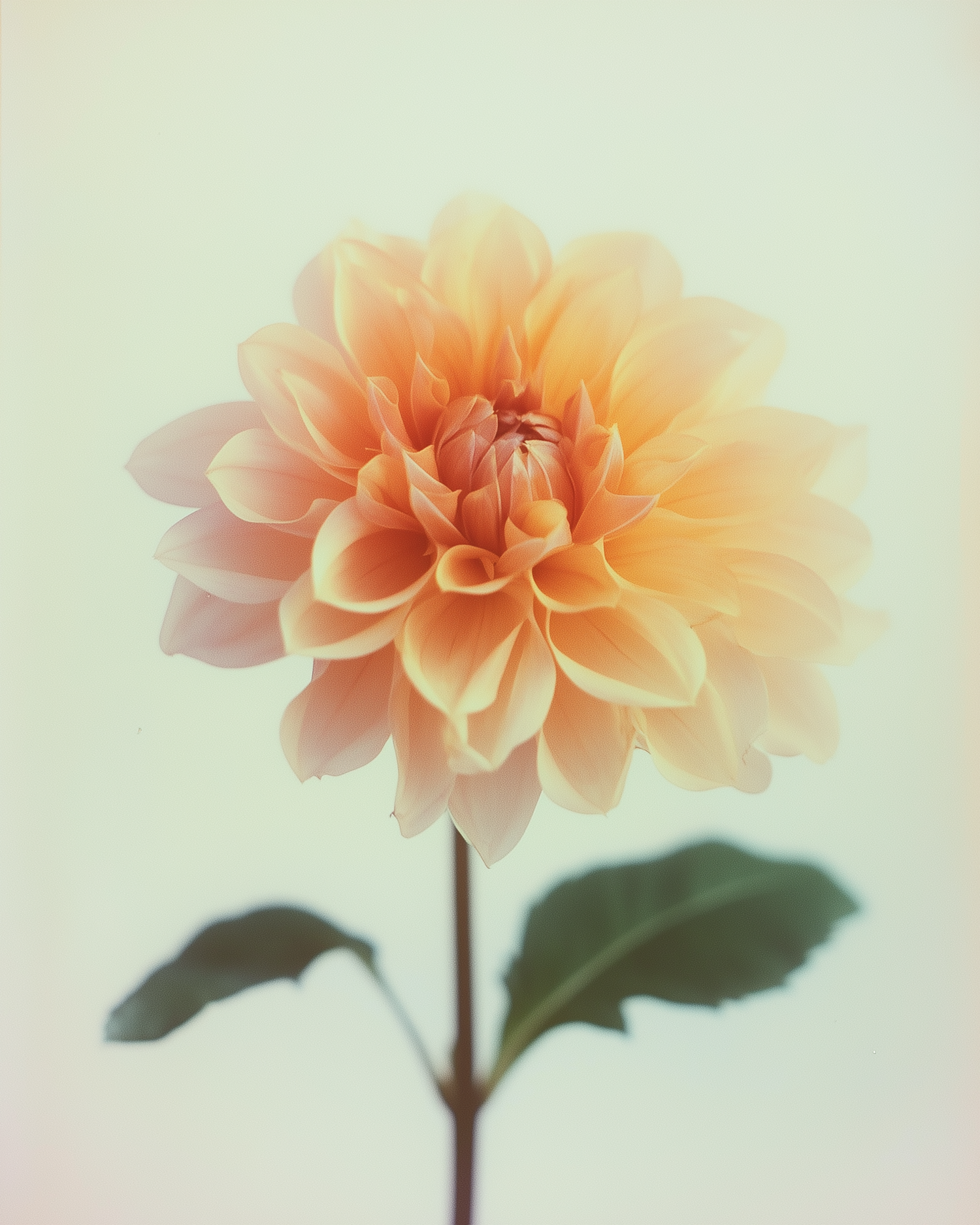 Vibrant Dahlia Flower