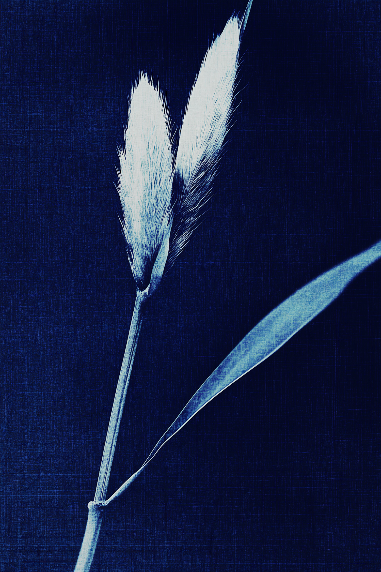 Minimalist Bunny Tail Grass on Blue