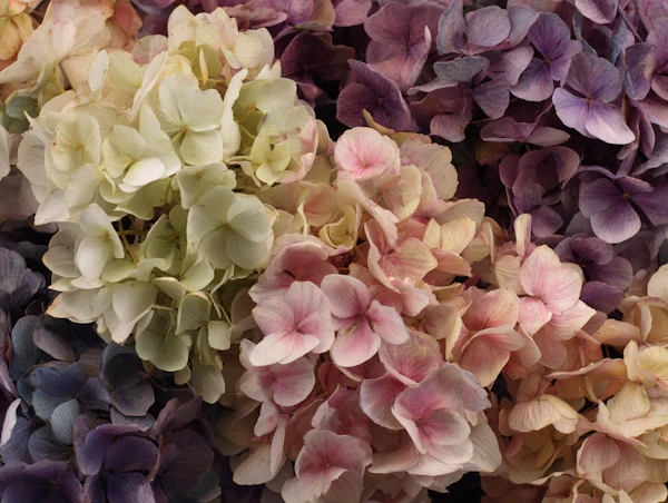 Close-Up Hydrangea Blossoms