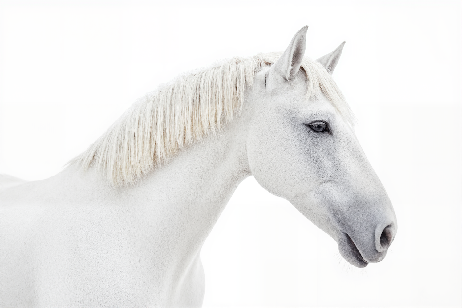 Elegant White Horse