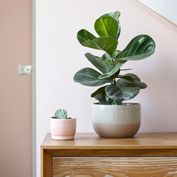 Contemporary Indoor Plant Arrangement