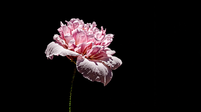 Pink Peony on Black Background