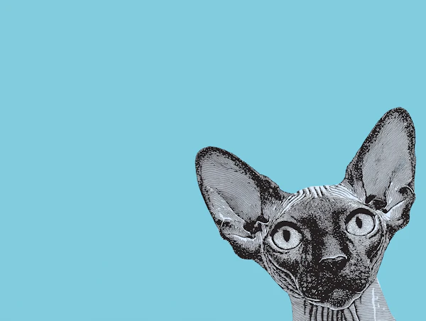 Black and Grey Sphynx Cat Illustration
