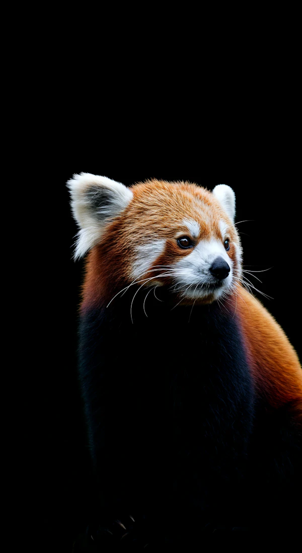 Red Panda Portrait