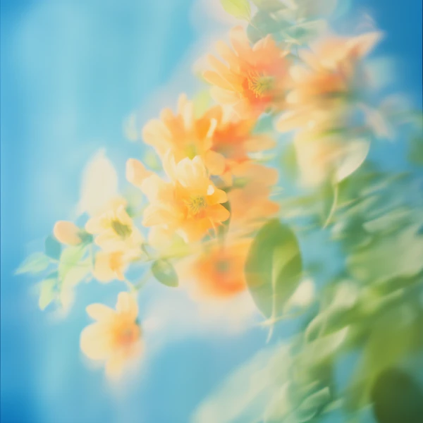 Dreamy Orange Flowers