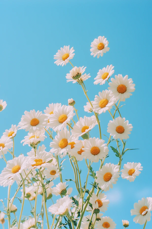 Daisies Under Blue Sky