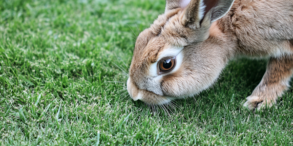 Rabbit Grazing on Grass