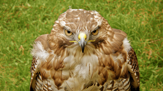 Close-up of a Hawk