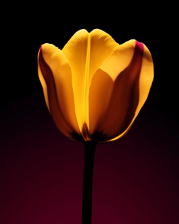 Yellow Tulip Close-Up