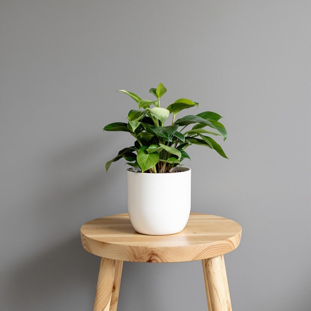 Minimalist Plant Decor