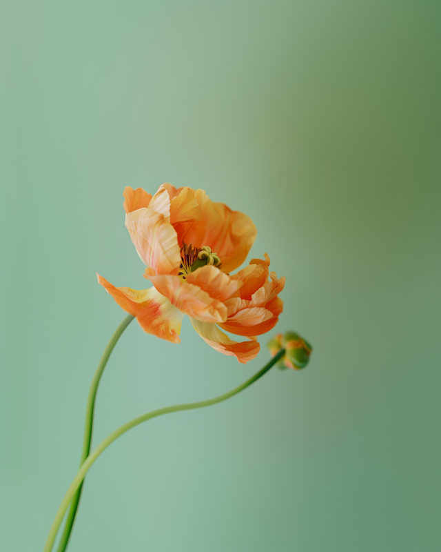 Vibrant Orange Flower