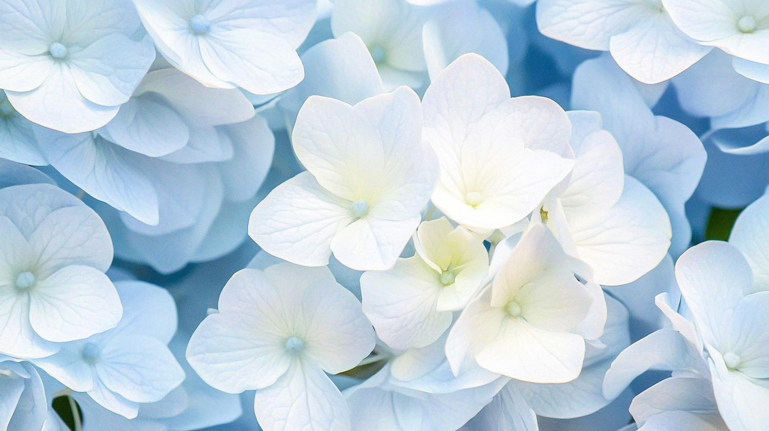 Close-up of Hydrangea Flowers