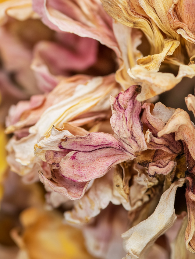 Close-up of Dried Flowers