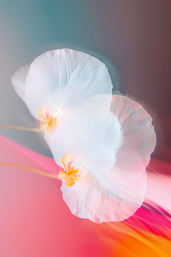 Artistic Orchid Close-Up