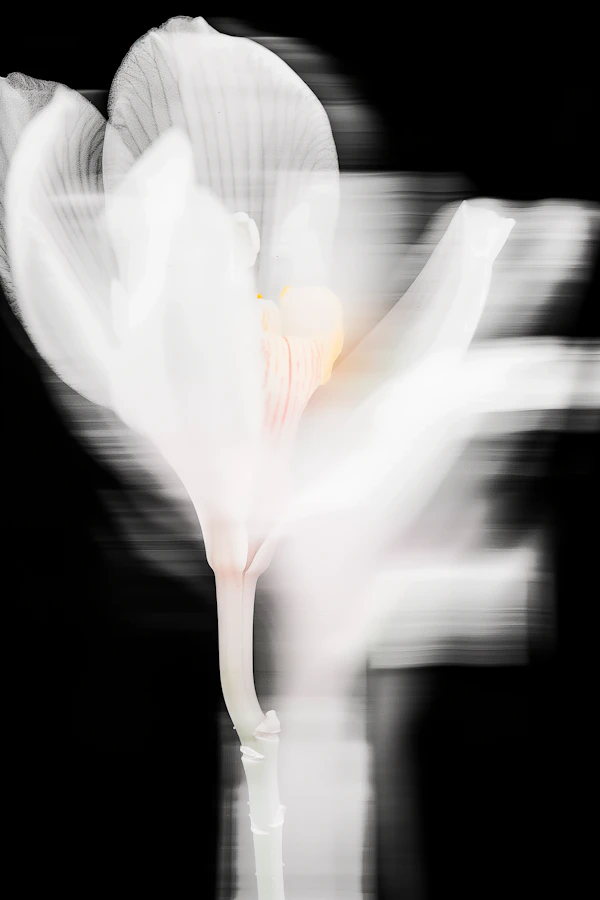 Ethereal White Flower