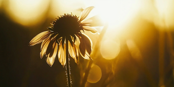 Golden Flower Silhouette