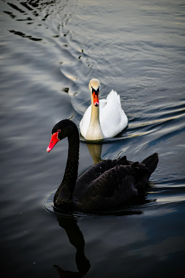 Swans on Reflective Water